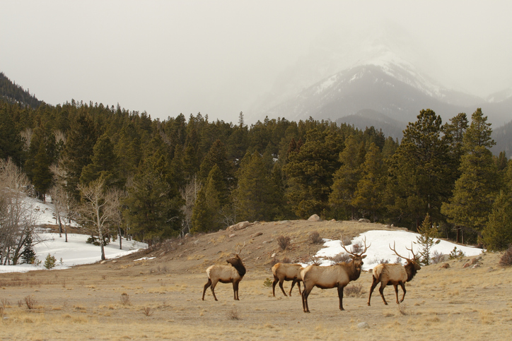 "Bull elks in the wild. Rocky Mountain National Park, Colorado