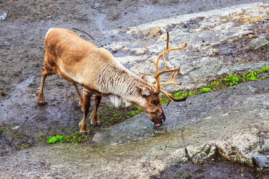 Deer stag in Swedish nature. Male deer with big beautiful antlers lick salt on the stone. Stockholm, Sweden.