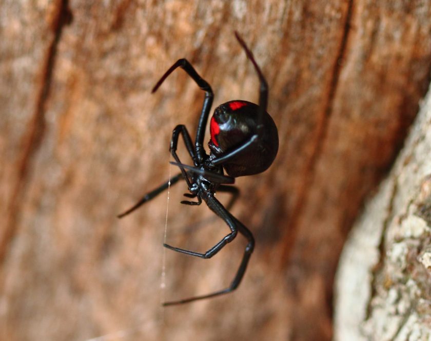 Black Widow Spider on Log