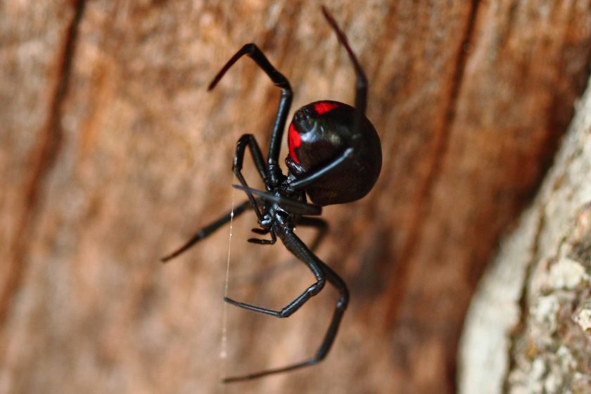 Black Widow Spider on Log
