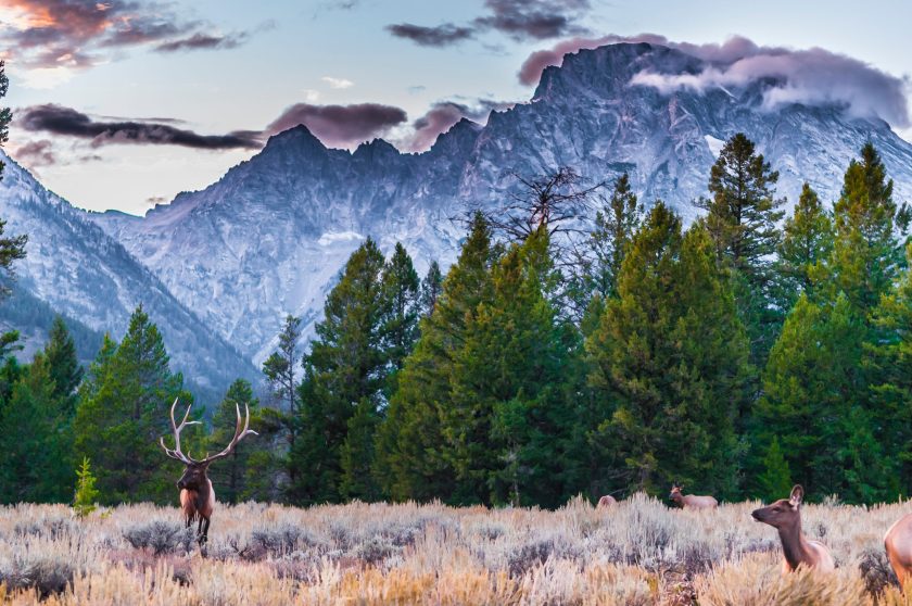 Grand Teton National Park in Wyoming and its local herd of elk in front of the Teton Mountain Range.