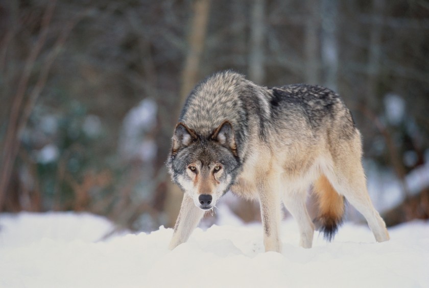 Grey wolf standing in snow-covered landscape