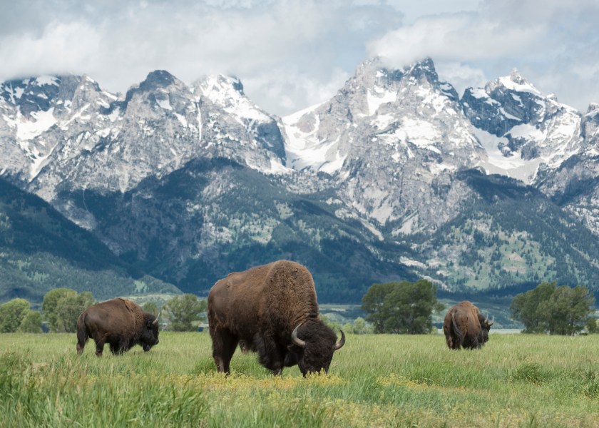 American buffalo or bison grazing on the plains in Grand Teton national park with the mountain range behind