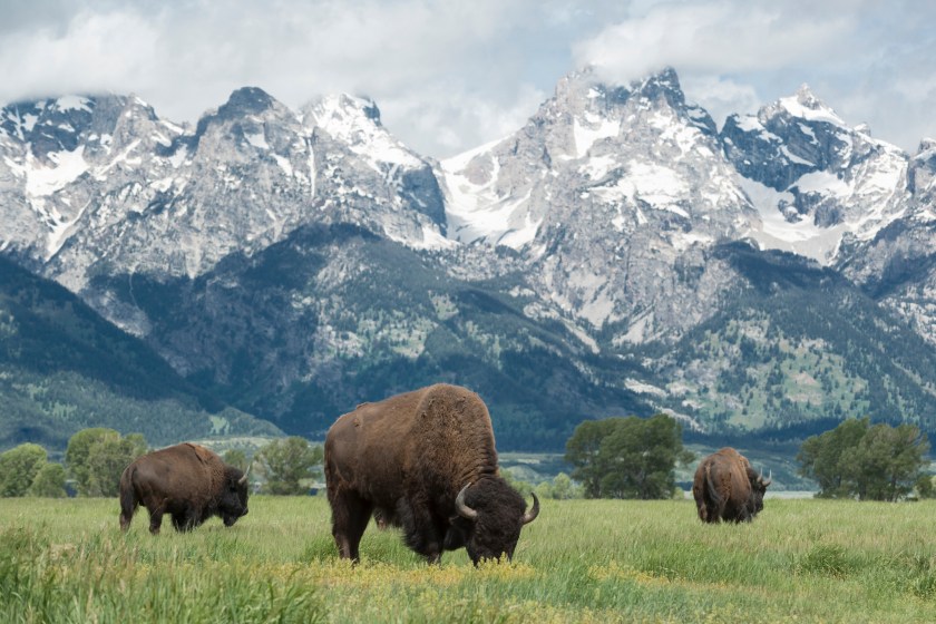 American buffalo or bison grazing on the plains in Grand Teton national park with the mountain range behind.