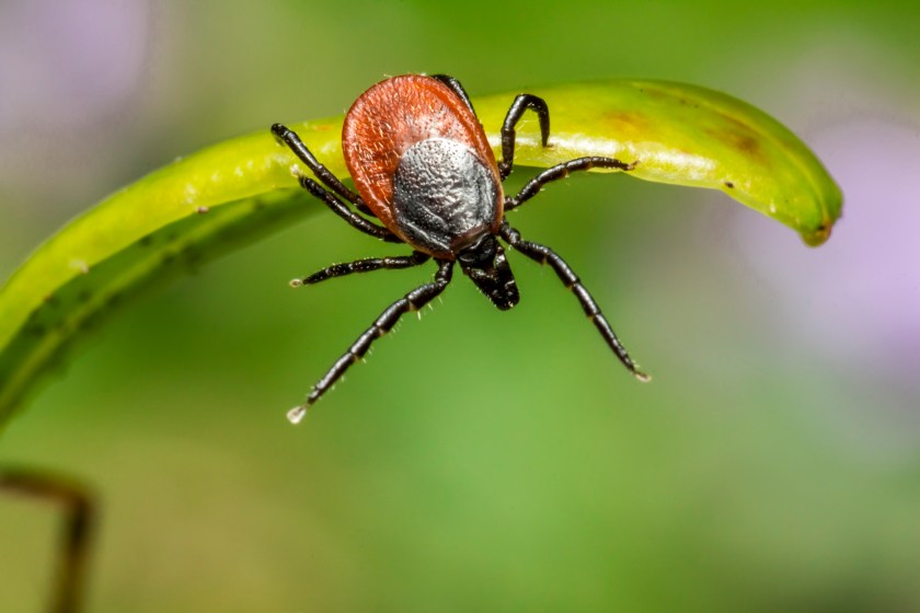 The Castor Bean Tick (Ixodes ricinus)