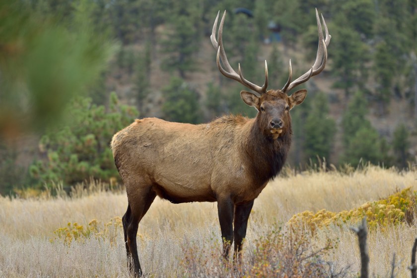 A strong mature bull elk in Rocky Mountain National Park