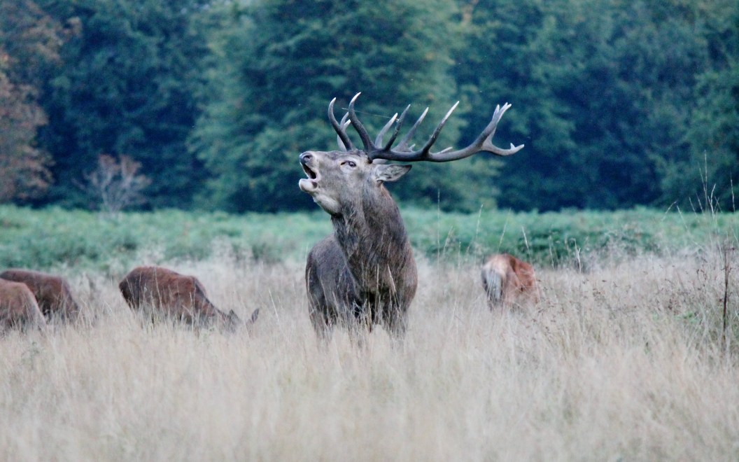 red deer stag barking call