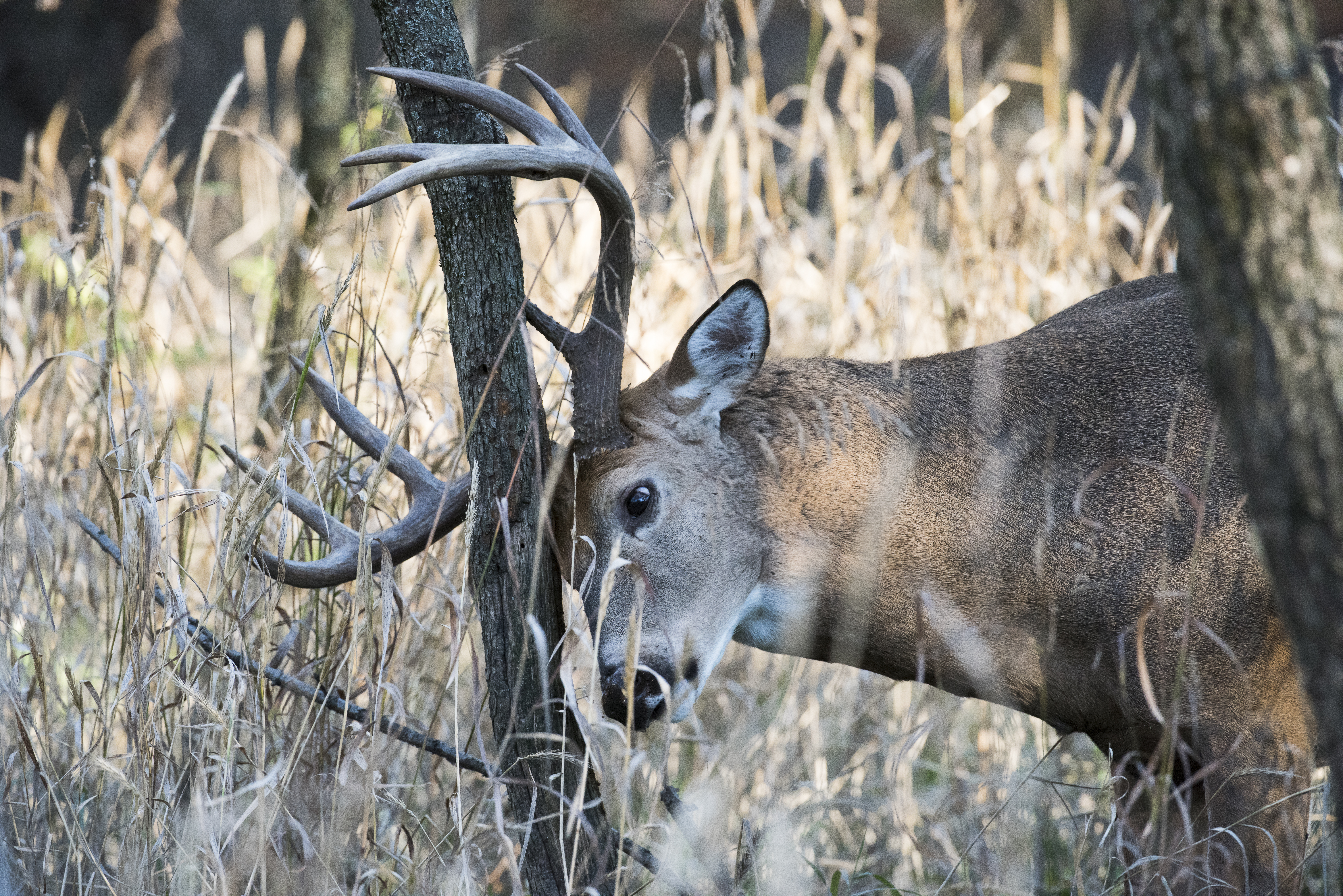 Buck rub