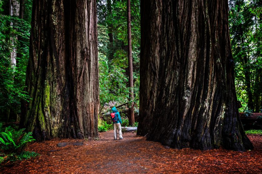 Woman at Stout Grove on trail through the Jedediah Smith Redwoods State Park in Northern California, USA