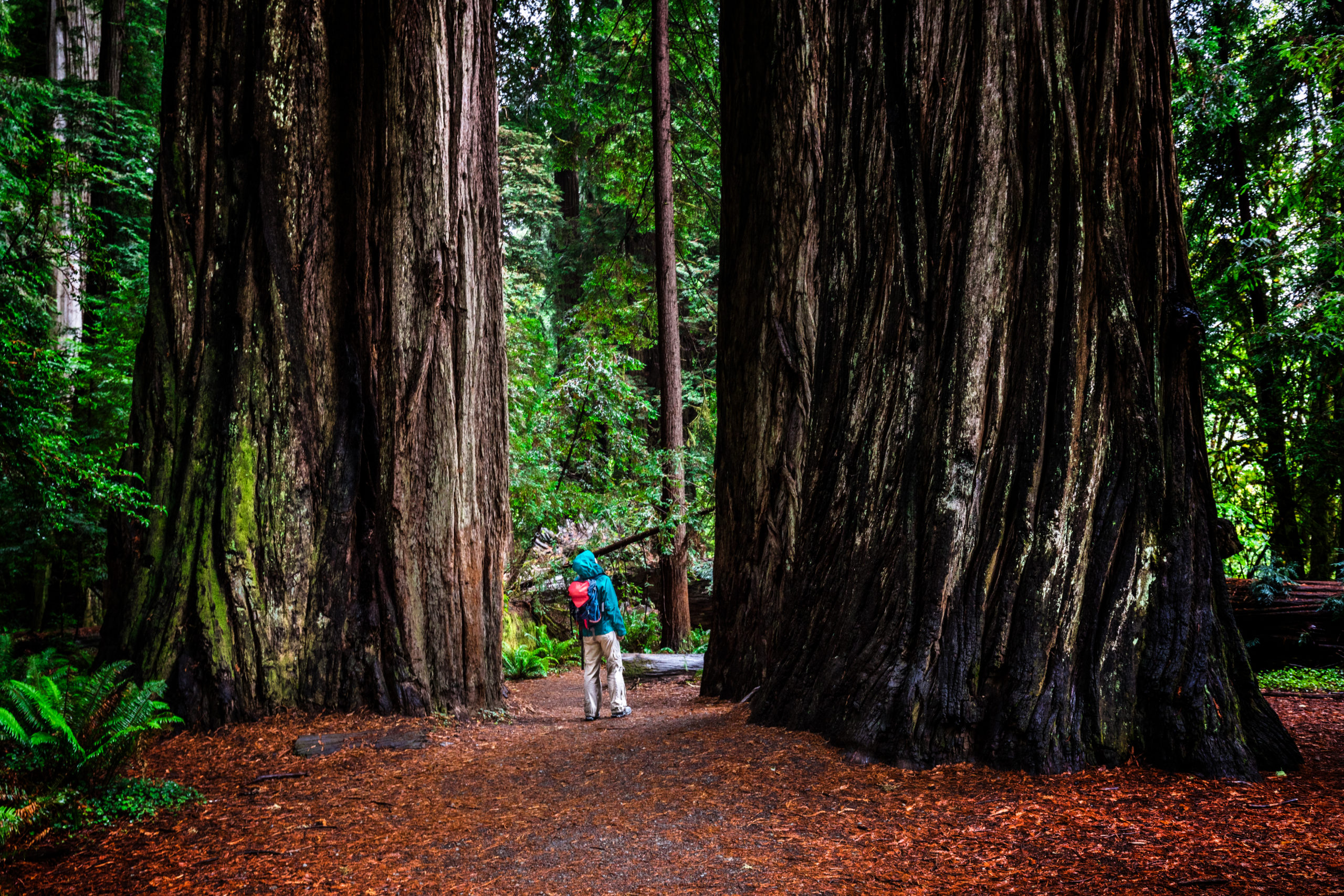 Hyperion Tree The World's Tallest Tree Is Officially OffLimits