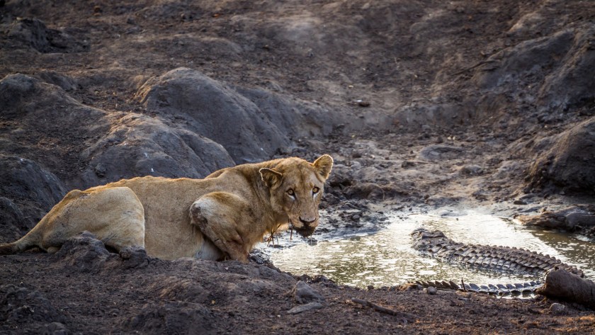 African lion in Kruger National park, South Africa 