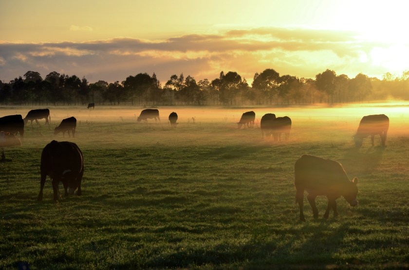 Rural landscape with herd of cows in morning fog at sunrise
