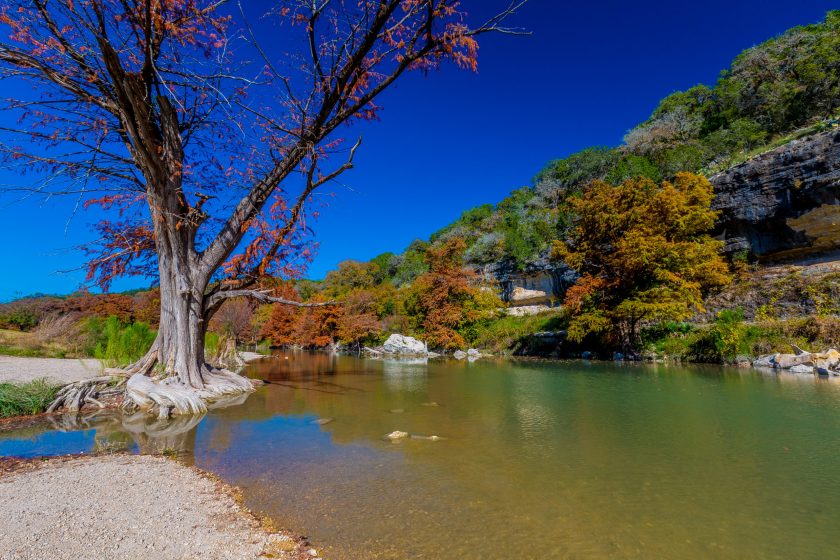 Huge V-Shaped Bald Cypress Tree on the River with Fall Foliage at Guadalupe State Park, Texas