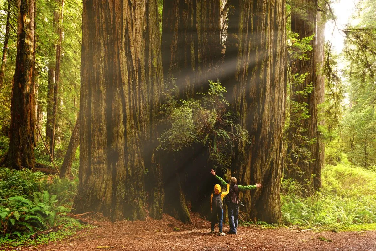 Hyperion Tree The World s Tallest Tree Is Officially Off Limits hyperion-tree-the-world-s-tallest-tree-is-officially-off-limits