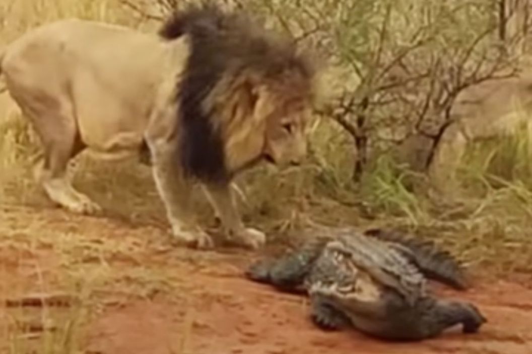 Lions Attack Crocodile