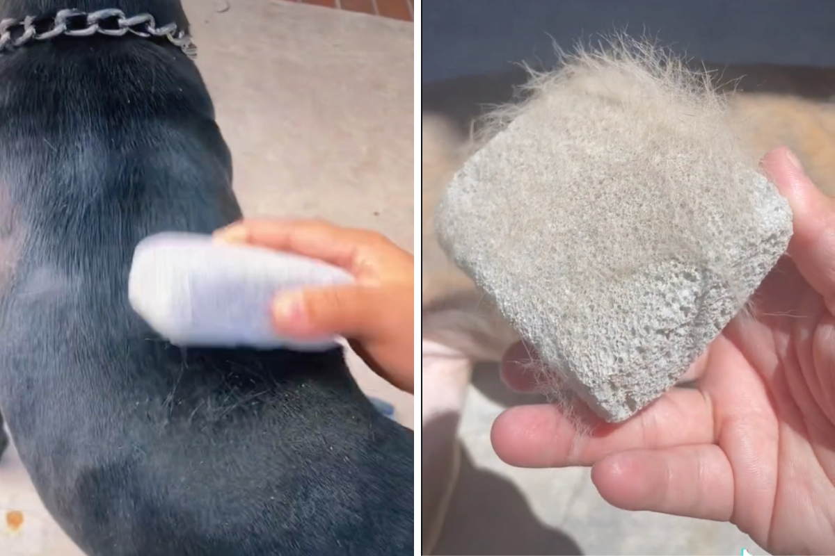 Try This Genius Dog Grooming Hack to Beat Shedding Season Wide Open Spaces