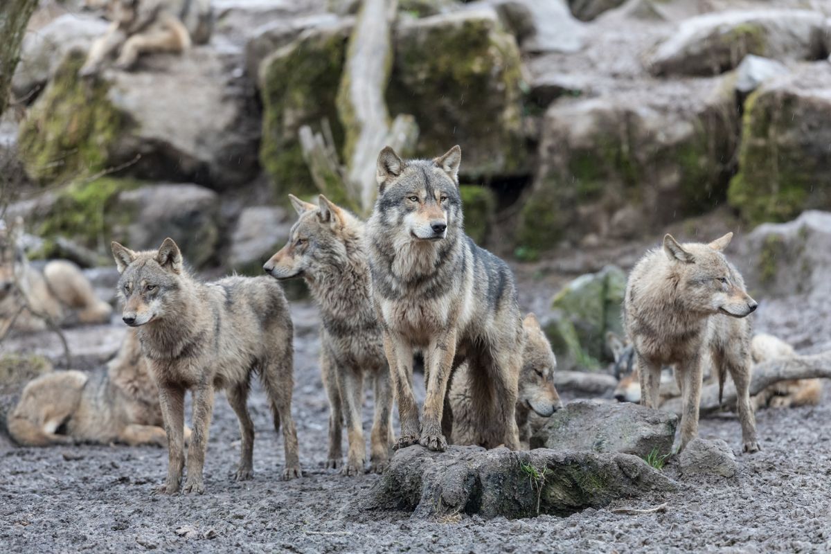 Gray wolves in the forest