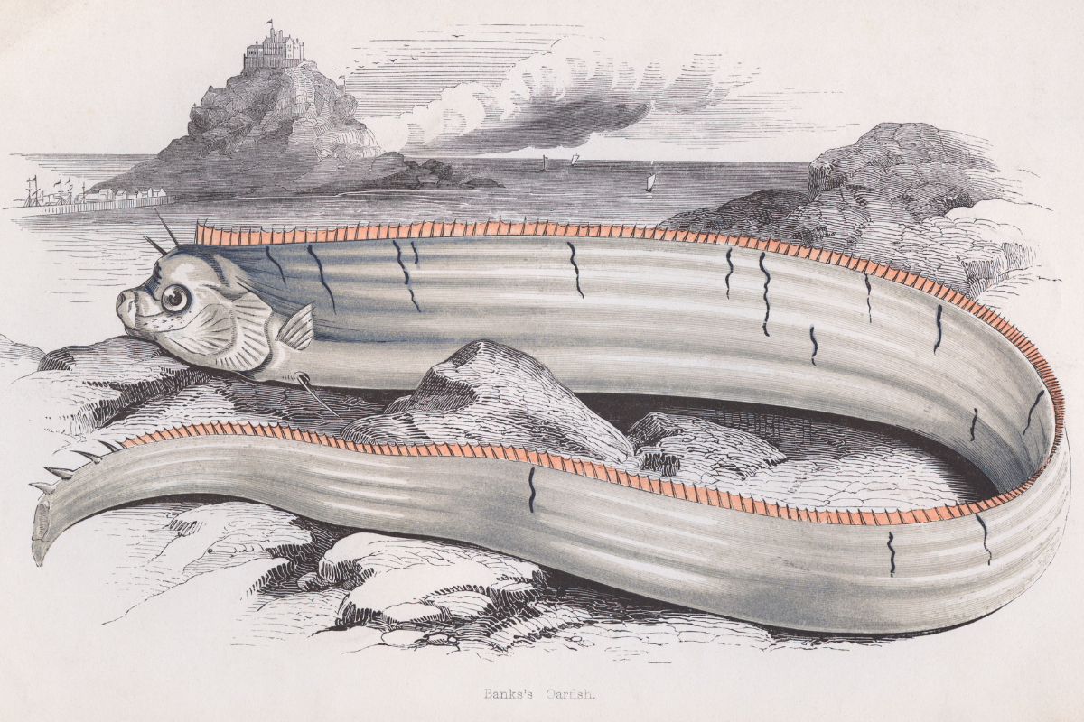 Painting of Bank's Oarfish, circa 1850.