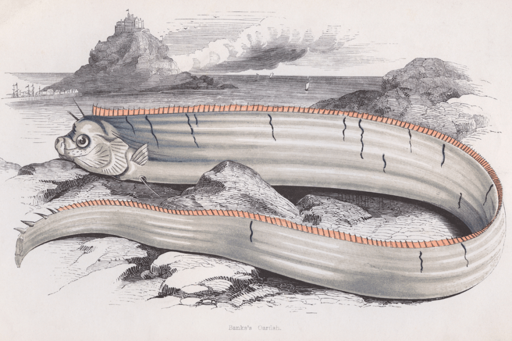 Painting of Bank's Oarfish, circa 1850.