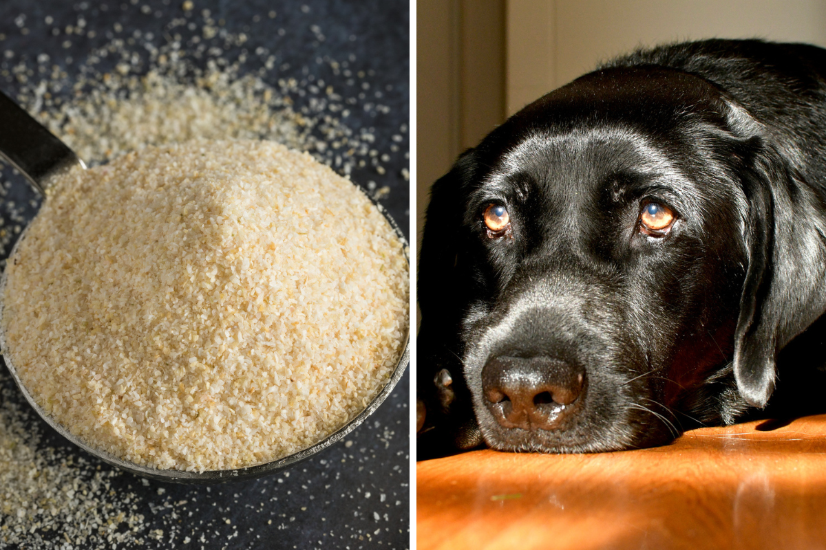 kelp powder organic supplier kelp powder organic supplier