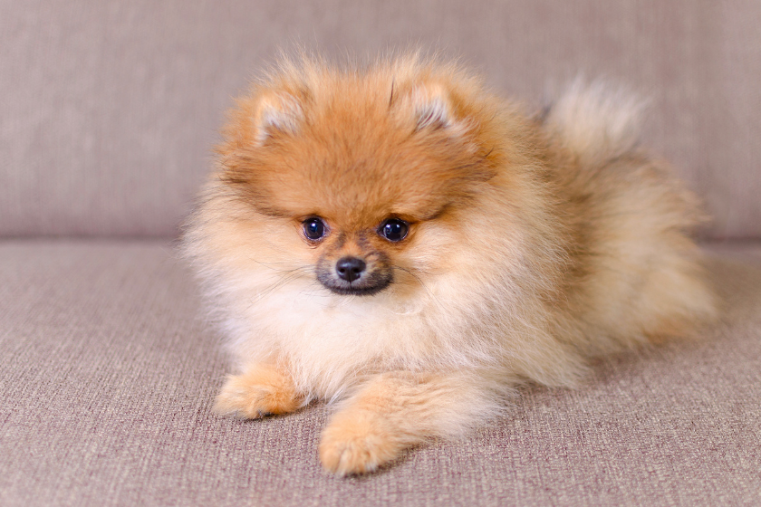 pomeranian