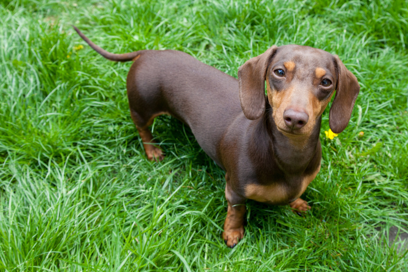 daschund