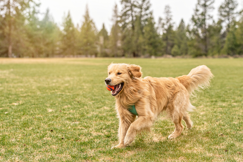 golden retriever