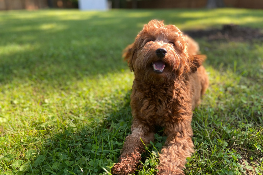 goldendoodle