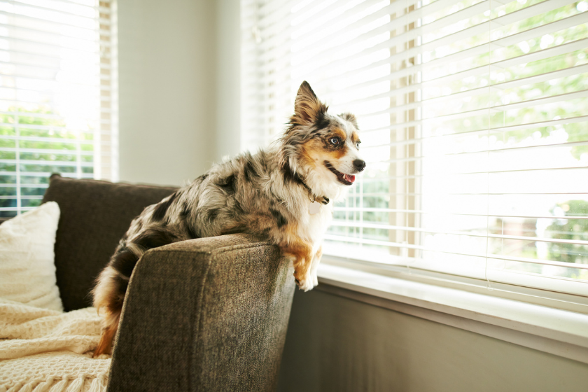 australian shepherd