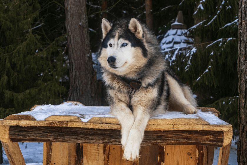 alaskan malamute