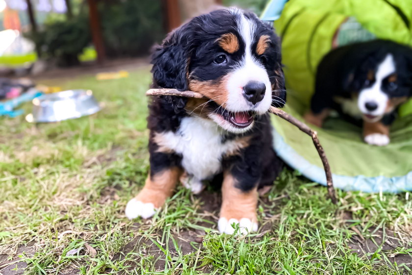 burnese mountain dog