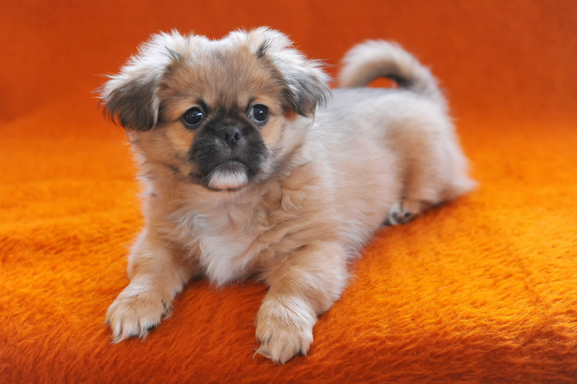 cutest dog breeds