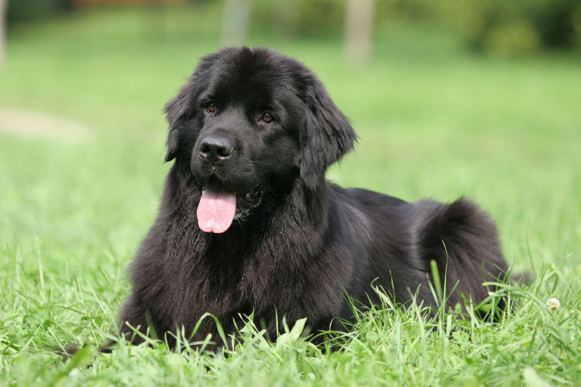 newfoundland dog