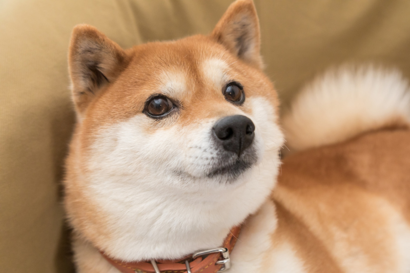 shiba inu