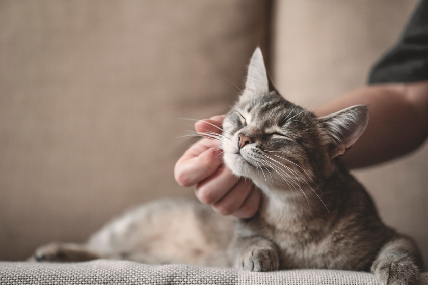 why do cats make biscuits