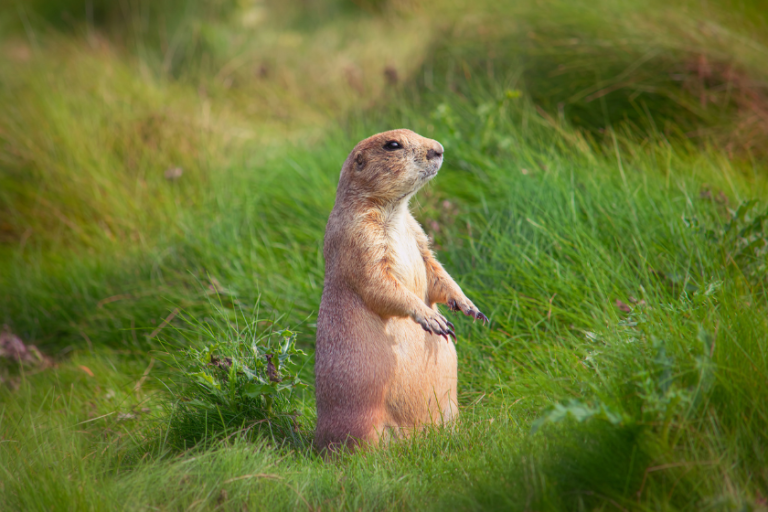 Best Prairie Dog Hunting States