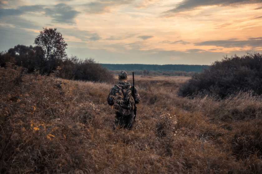 Hunter man in camouflage with shotgun creeping through tall reed grass and bushes with dramatic sunset during hunting season