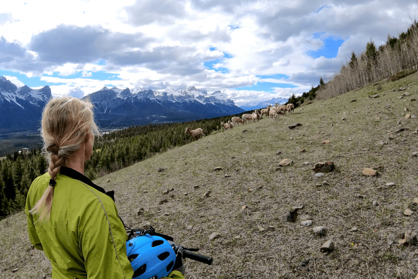 female mountain biker watches big horn sheep walk down the mountain in a herd, Canadian rocky Mountains in distance