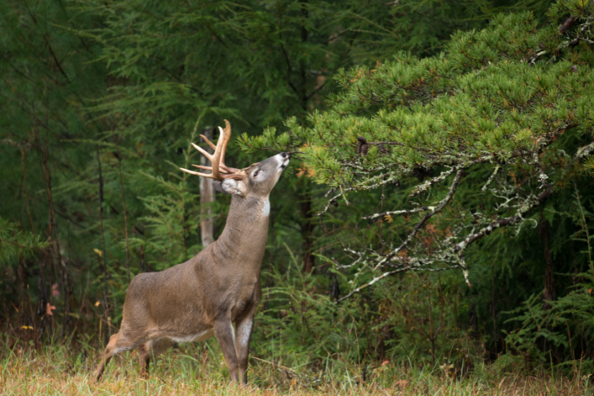 Large white-tailed deer buck in Smoky Mountain National Park