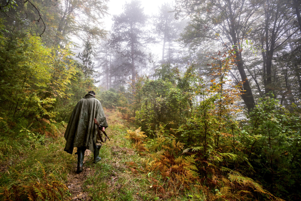 Back view of a hunter in the forest holding a rifle and walking up the path.