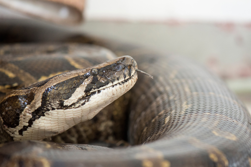  Python molurus bivittatus