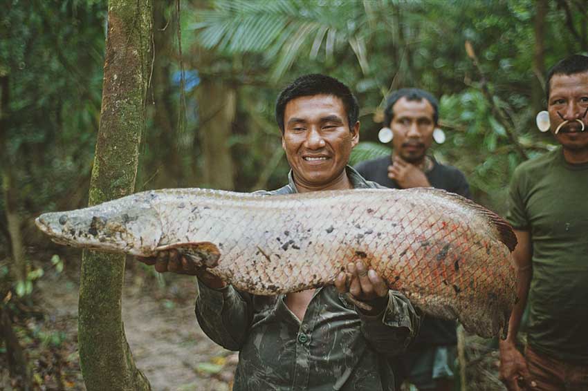 An angler holds an arapaima caught in the Amazon rainforest.