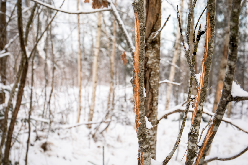 Buck Rubs Significance of These Territorial Markers in the Forest