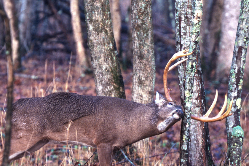 Buck Rubs