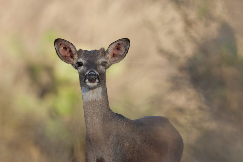 Button Buck Identification and Ethics of Harvesting Young Male Deer