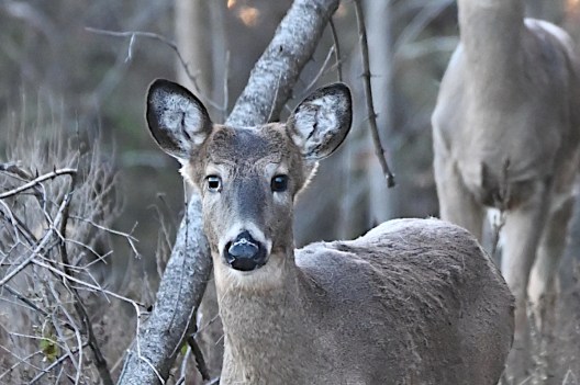 Button Buck: Identification and Ethics of Harvesting Young Male Deer