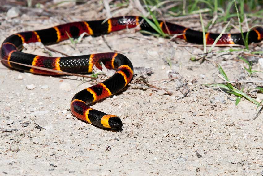 Coral snake slithering on the ground