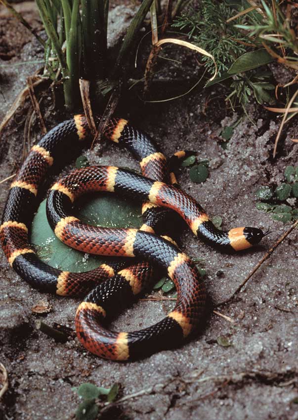 Eastern Coral snake coiled on the ground