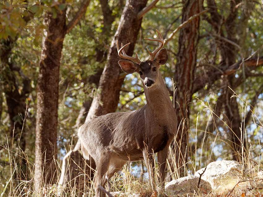 A Coues whitetail deer stands in a forest