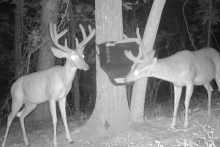 The 8 Best Deer Feeders On the Market Today